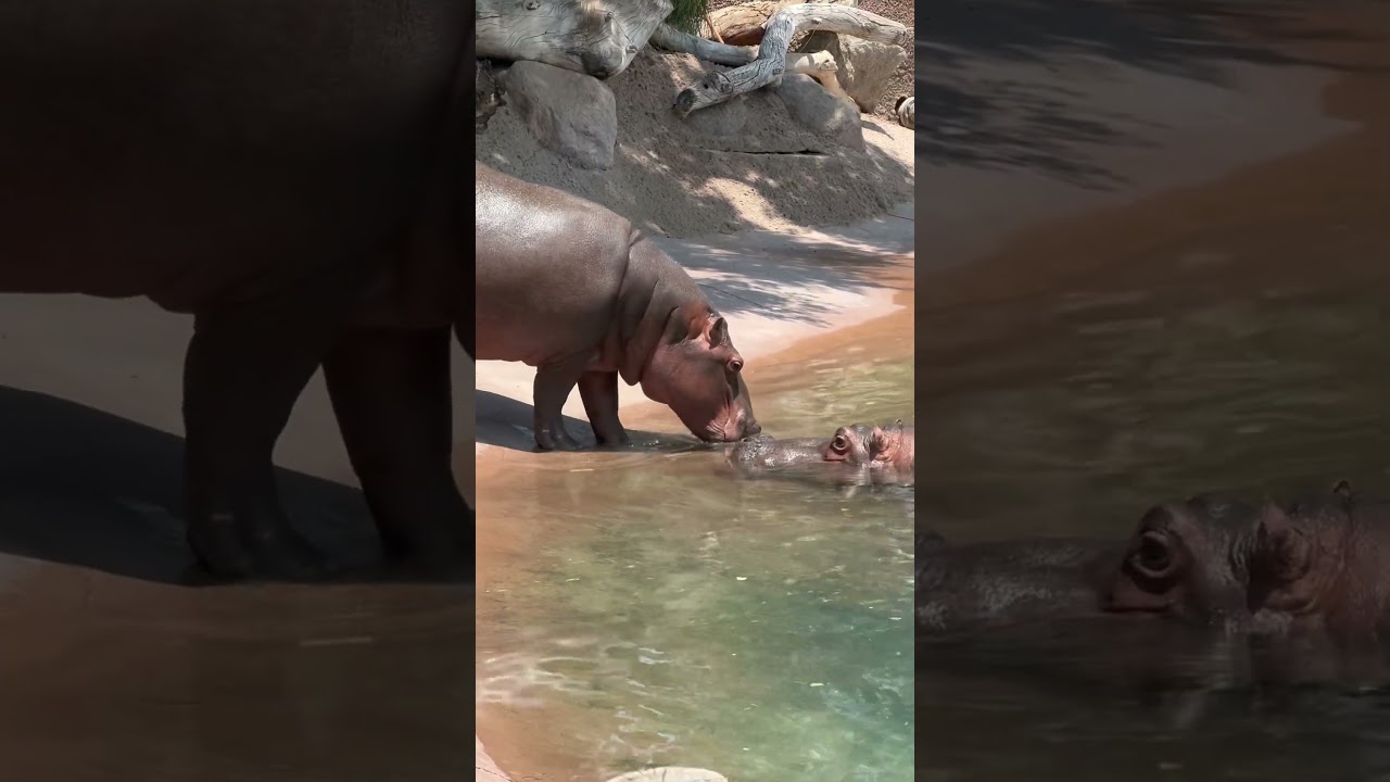 Watching hippos #zooanimals #Hippopotamuses#albuquerquezoo #NewMexicoTravels#nmtrue