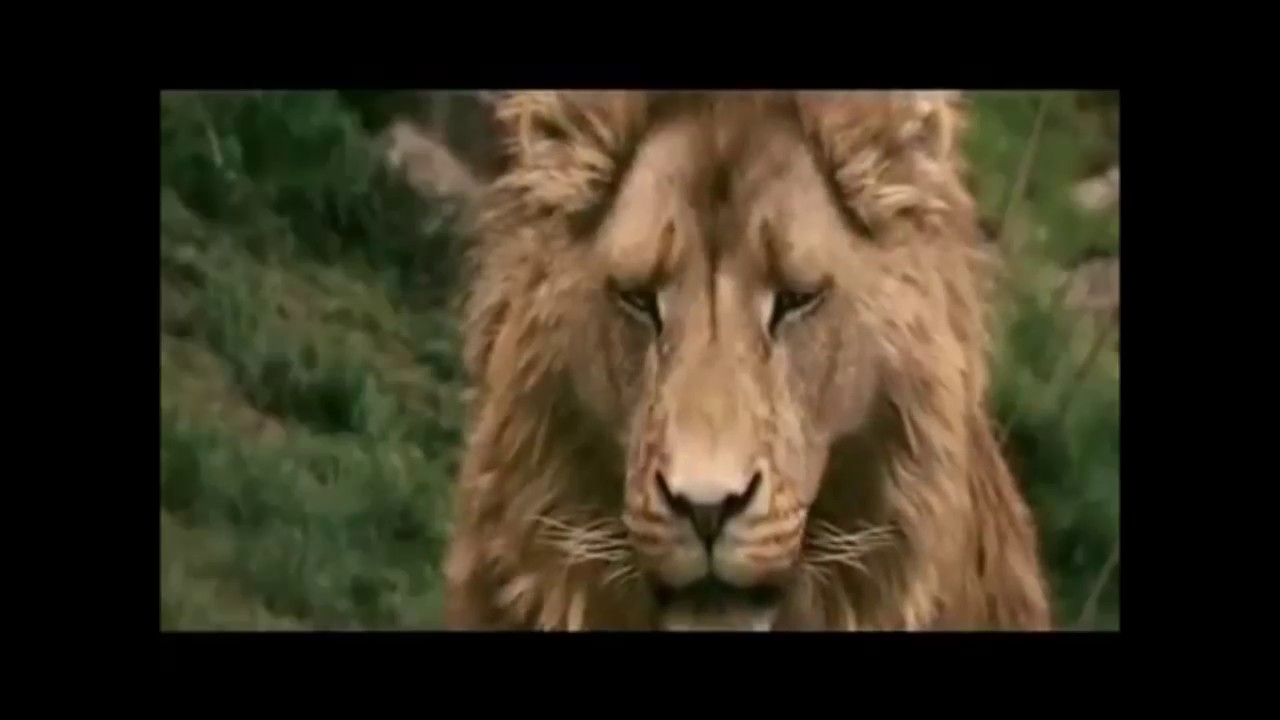 Aslan-Sweet Sacrifice