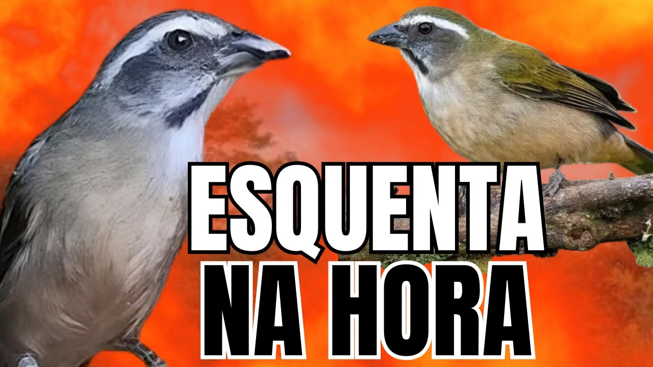 ESQUENTAR TRINCA FERRO COM TRINCA FERRO CANTANDO MELHOR TRINCA FERRO CANTANDO ESQUENTAR TRINCA FERRO