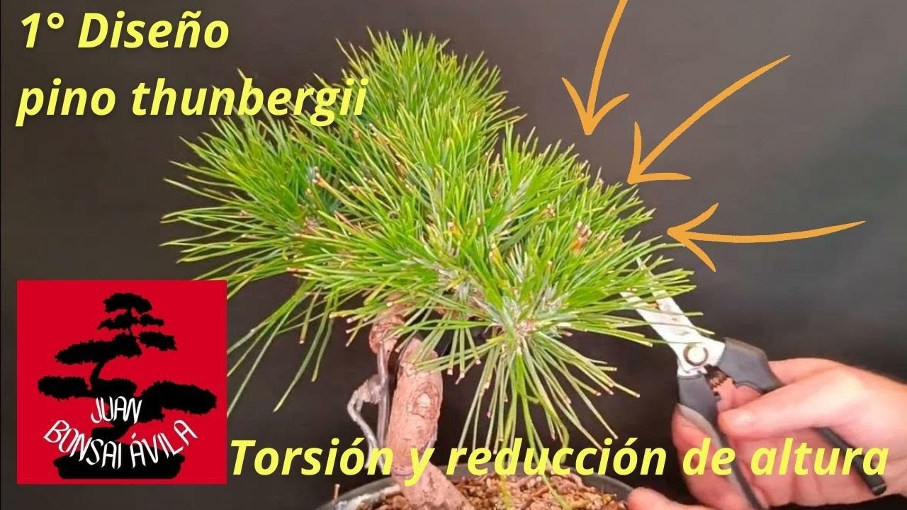 Prebonsai pino thunbergii, pino negro japonés, primer diseño, un paso más en su formación.