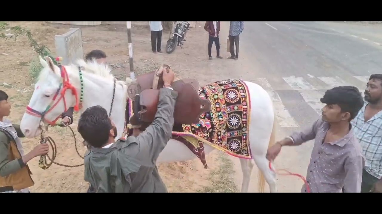 અમે તોરલ ઉપર 2 ઓડર કર્યા #like #cute #horses #horseriding #barat #wedding #wedding 
