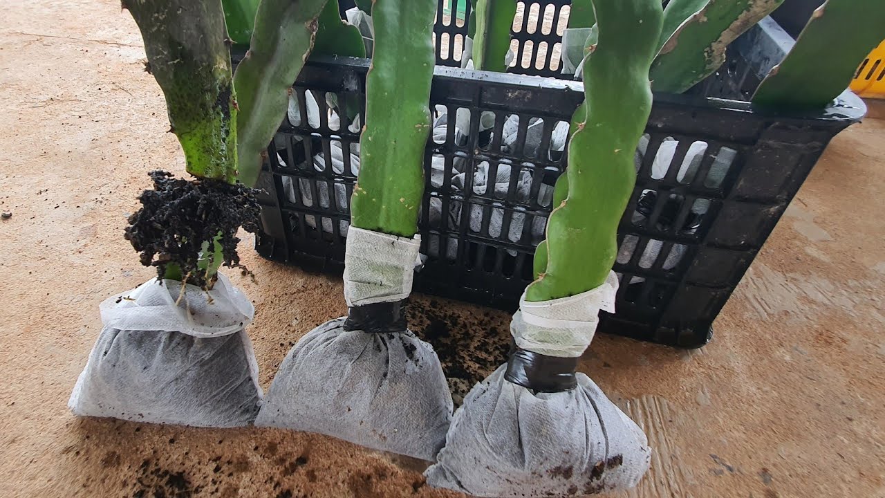 Dragon Fruit - The natural roots of the plant when safely transported in this way