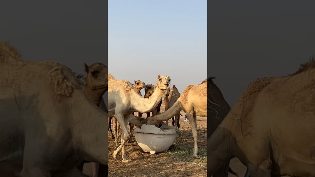 Camels feeding time!Camel farm in UAE🐫 #shorts #shortsfeed #uae #dubai #travel #eating #animals #fy