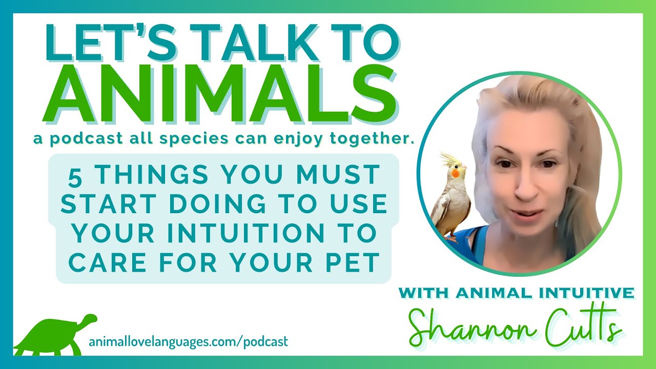 5 Things You Must Start Doing to Use Your Intuition to Care for Your Pet