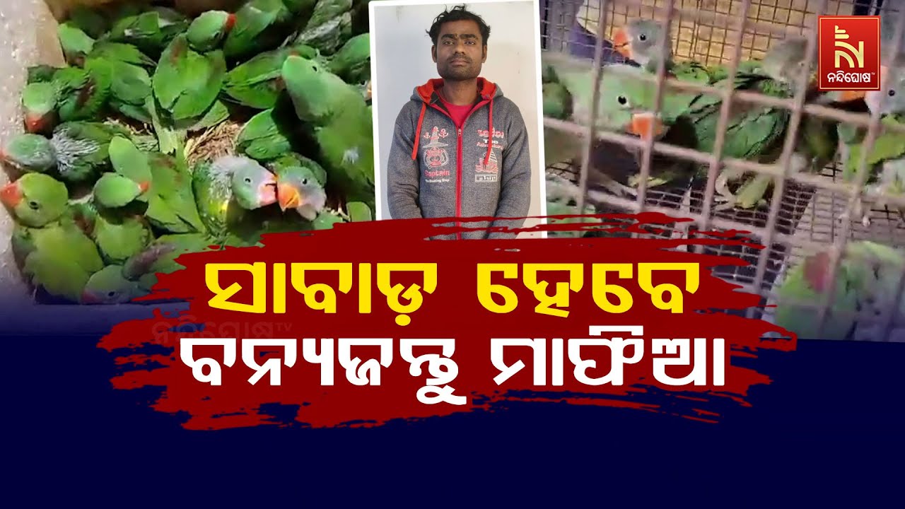 ରାଉରକେଲାରେ ସକ୍ରିୟ ହେଲେଣି ଆନ୍ତରାଜ୍ୟ ବନ୍ୟଜନ୍ତୁ ମାଫିଆ| Special Drive By Rourkela Forest Division