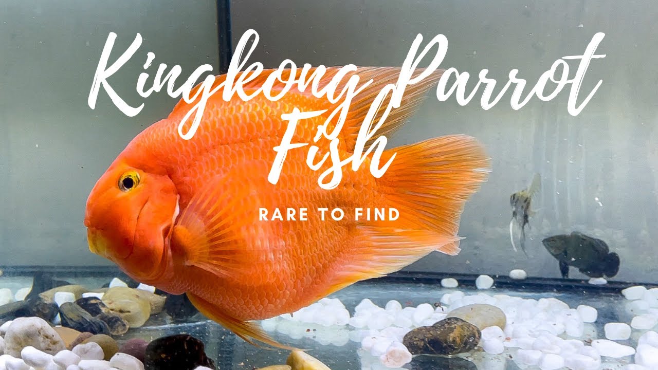 Kingkong Parrot Fish || Pinoy || Super Kingkong Cichlid