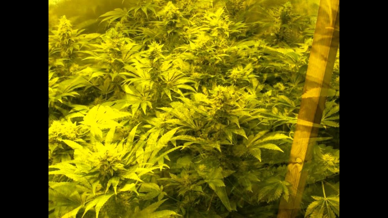 Hemp Sour Diesel - MEDICAL SEEDS