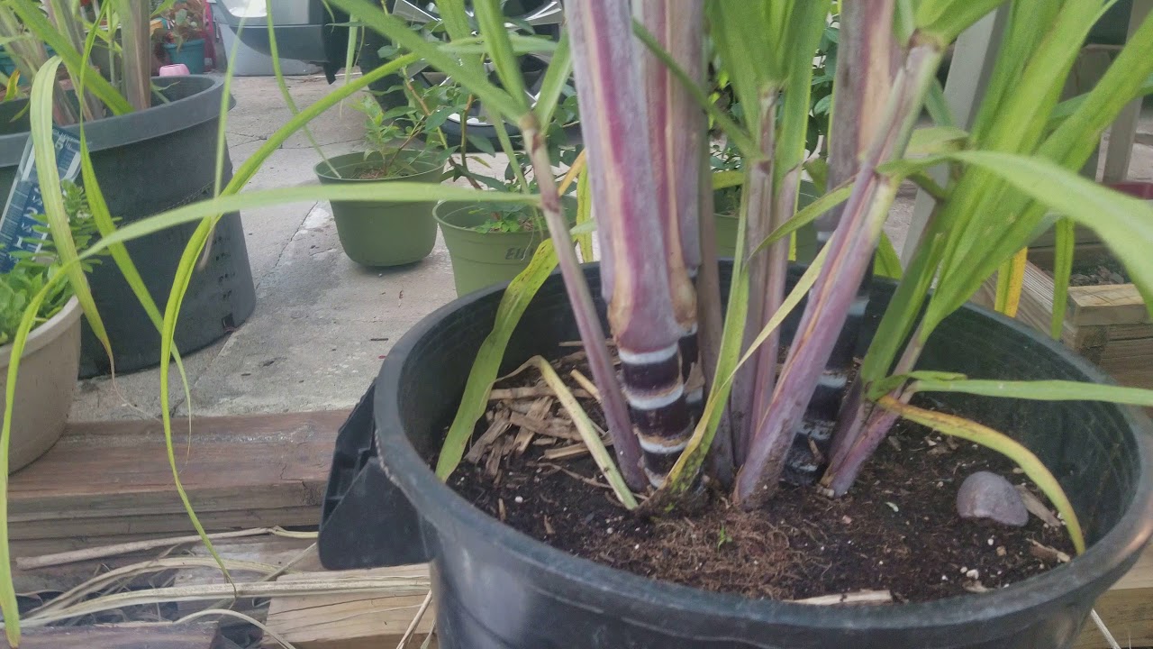 Sugarcane growing experiment Pt 12 Oct 8 - 5 months in the ground and time to get them to overwinter
