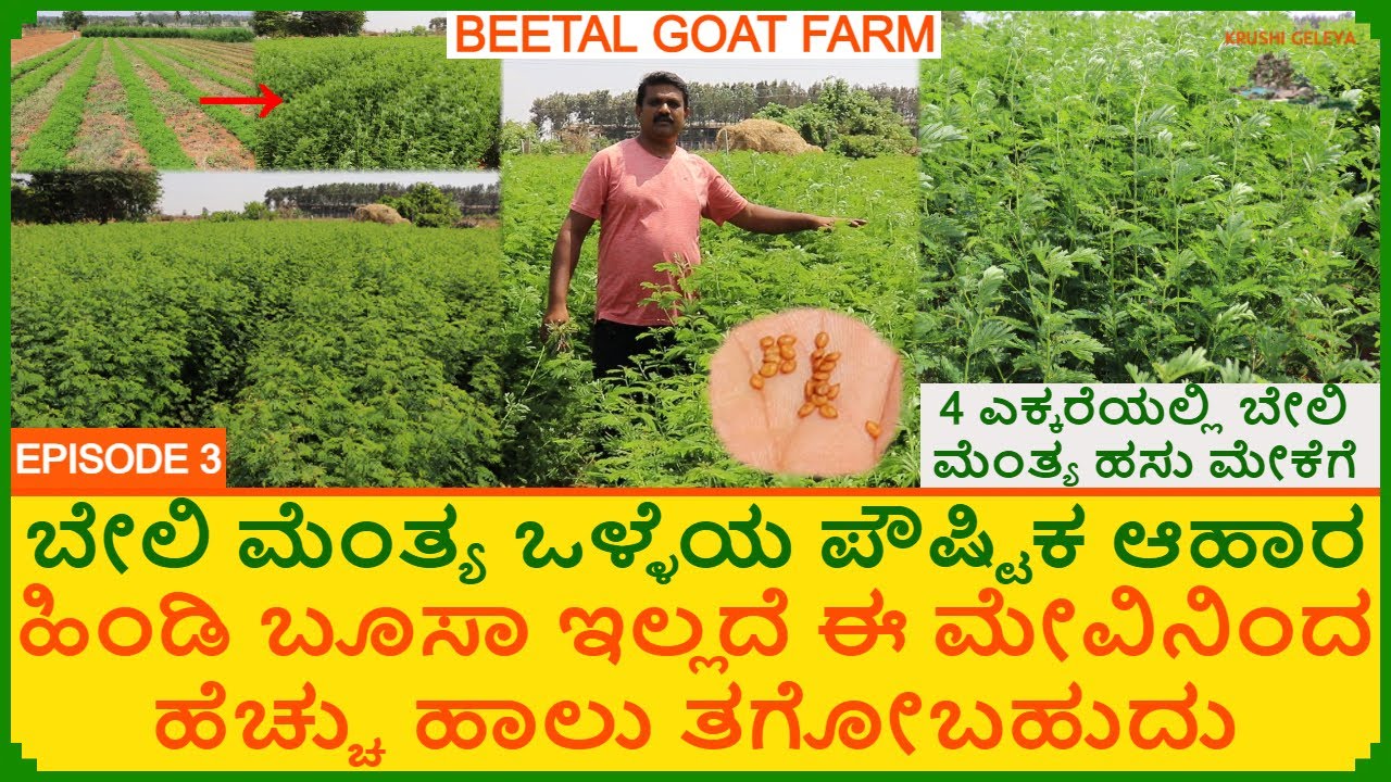 ಹಸು ಕುರಿ ಮೇಕೆಗೆ ಪೌಷ್ಟಿಕ ಮೇವು | Hedge Lucerne | ಹಿಂಡಿ ಬೂಸಾ ಕಿಂತ ಬೇಲಿ ಮೆಂತ್ಯ ದಿಂದ ಹೆಚ್ಚು ಹಾಲು ತಗೋಬಹುದು