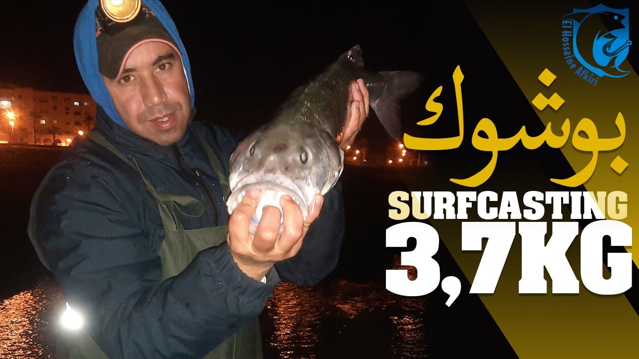 سمك القاروص يأتي فجأة