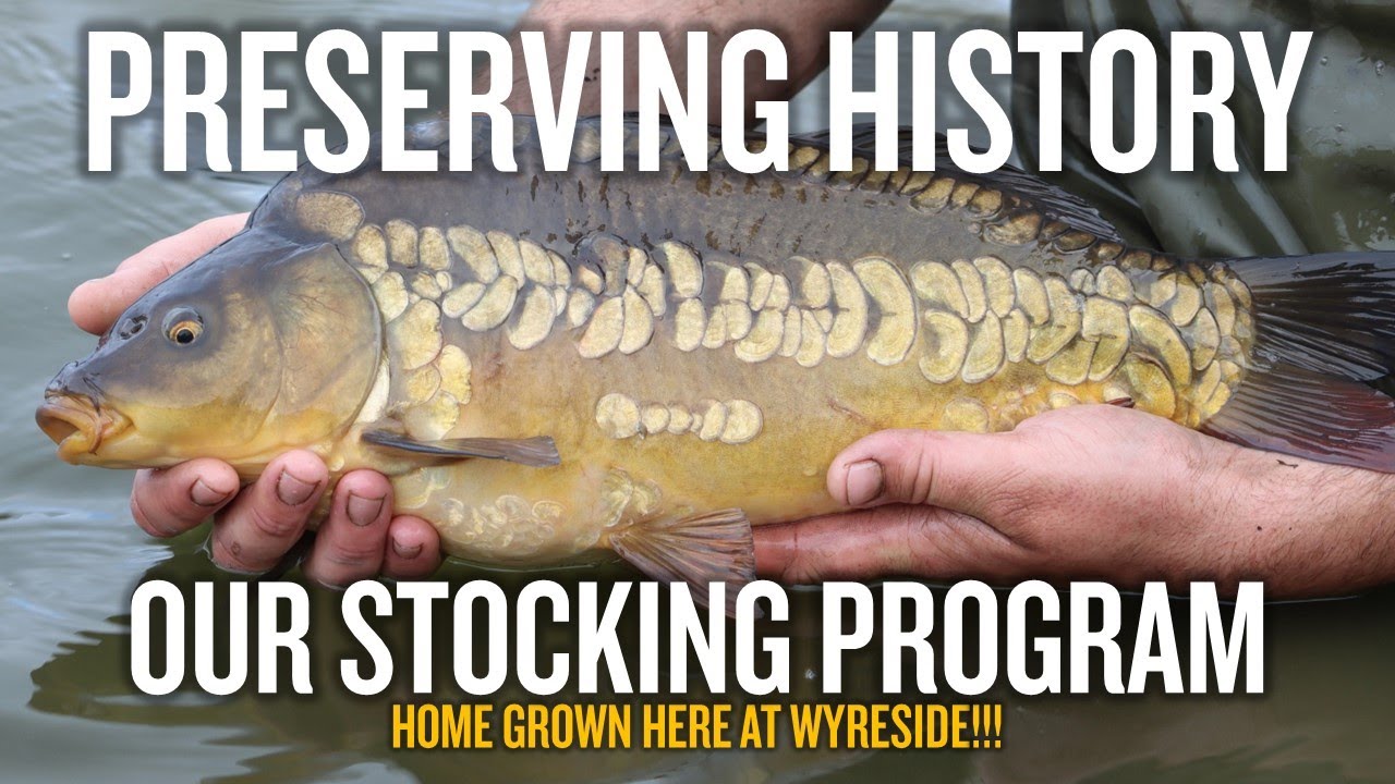 How Big Will These Carp Grow!!!! Our Stocking Program at Wyreside lakes | Carp Fishing