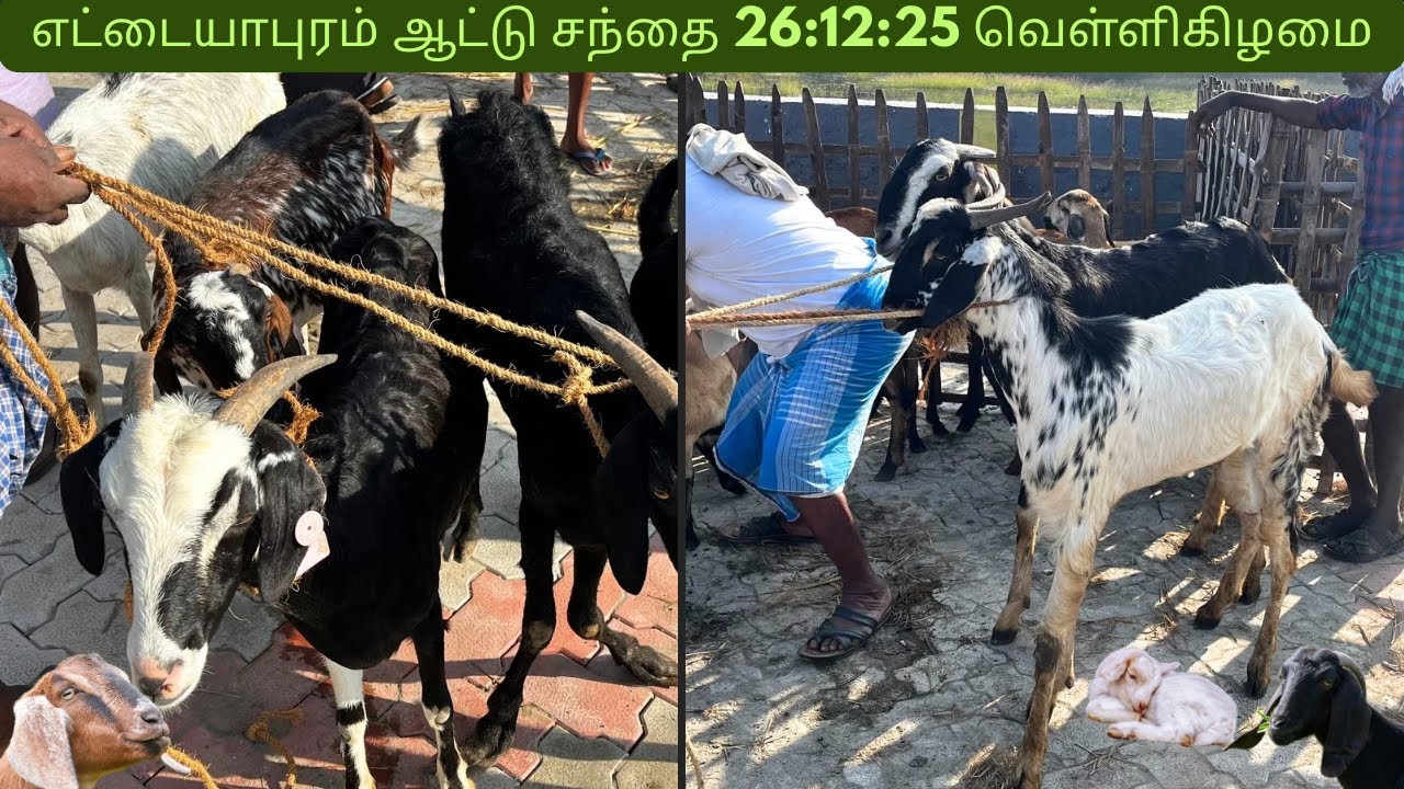 🔥26-12-2025 |எட்டையாபுரம் ஆட்டு சந்தை | Ettayapuram Goat market🤯 |Goat market Tamilndu