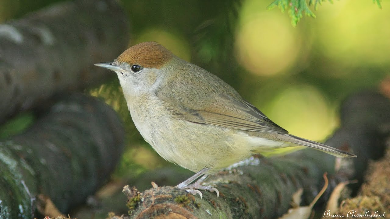 chant & cri de la fauvette à tête noire HD - song & call eurasian blackcap
