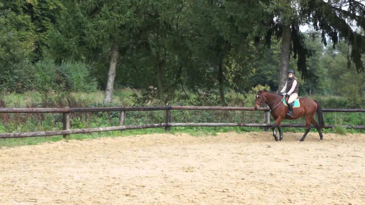 trottinement et d&eacute;part au galop &agrave; faux