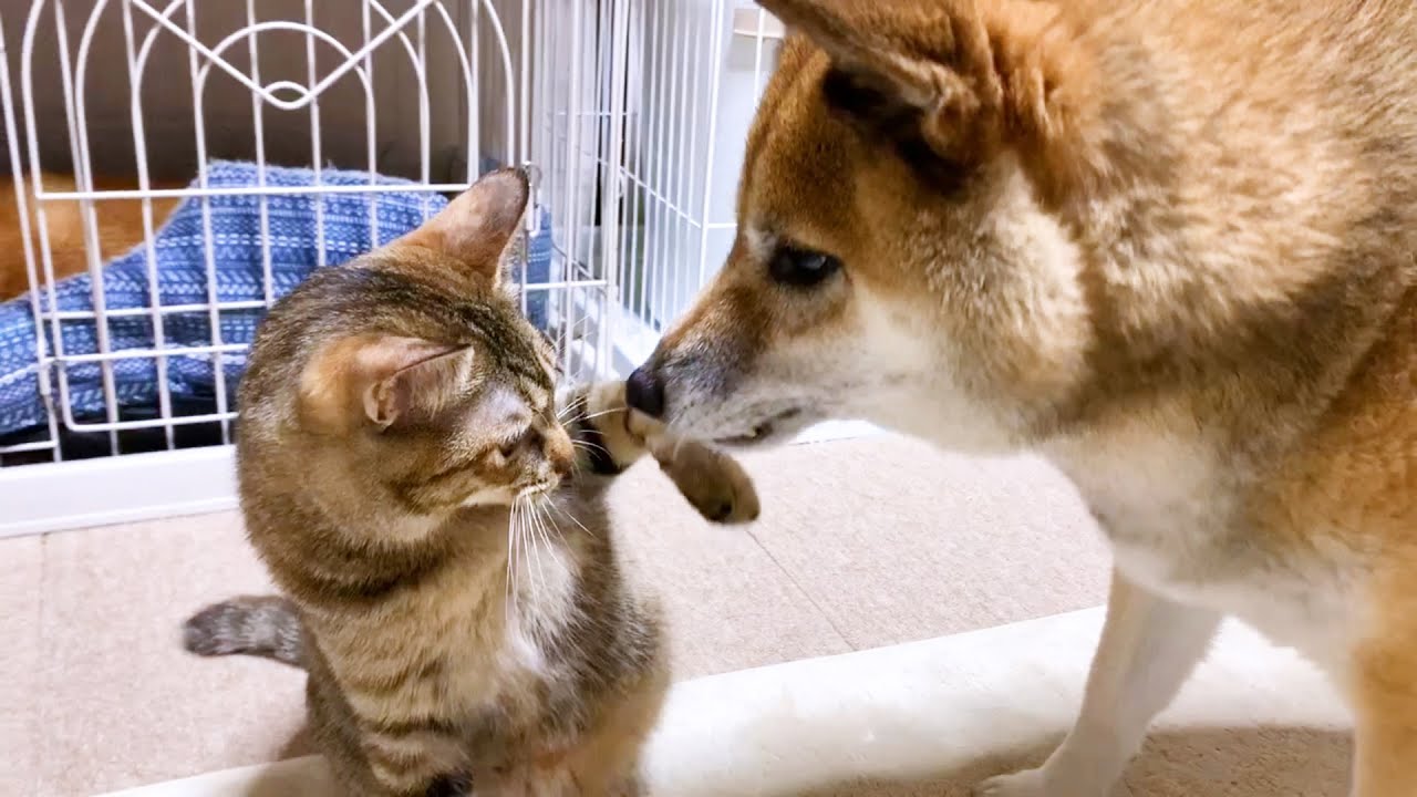 朝、柴犬の横で寝ていた妹猫♡時間が経つにつれての行動が可愛すぎた　Shiba inu and cat were snuggling up in the morning
