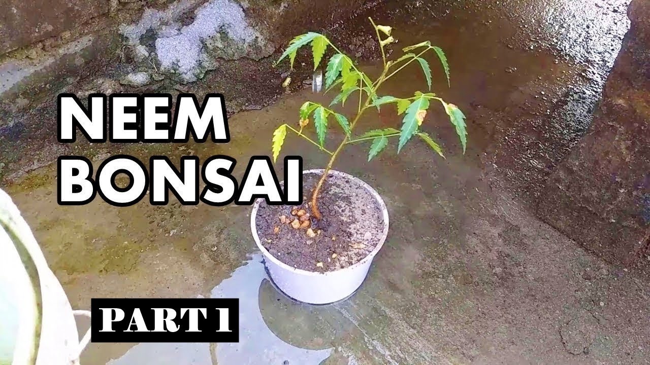 Making a Neem Bonsai / Azadirachta indica Bonsai