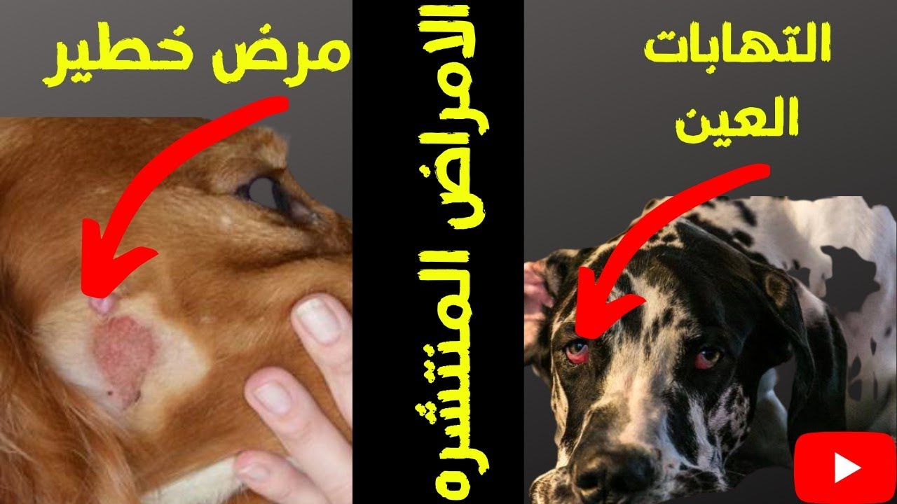 علاج العماص في الكلب والبقع الجلديه مع كابتن شريف شحاته