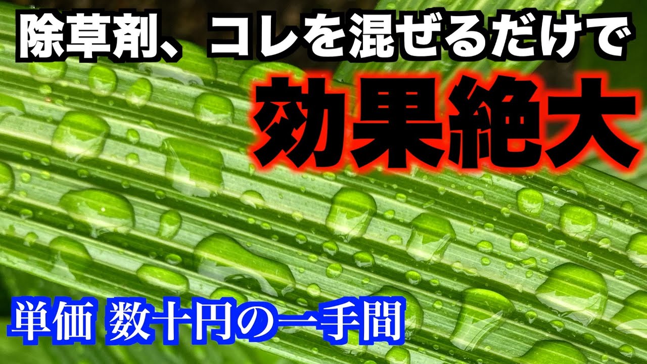 【除草剤】展着剤の効果 サーファクタント入れてない人、確実に損してます