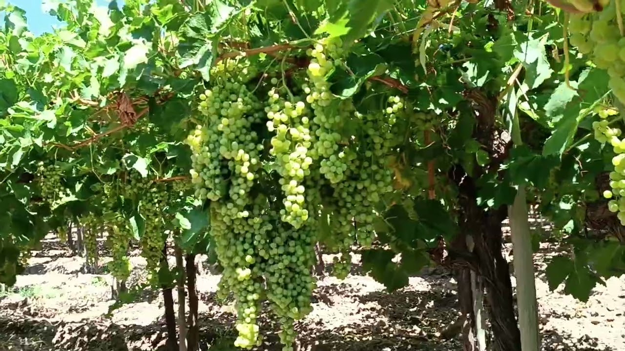 Patricia, variedad de uva rosada