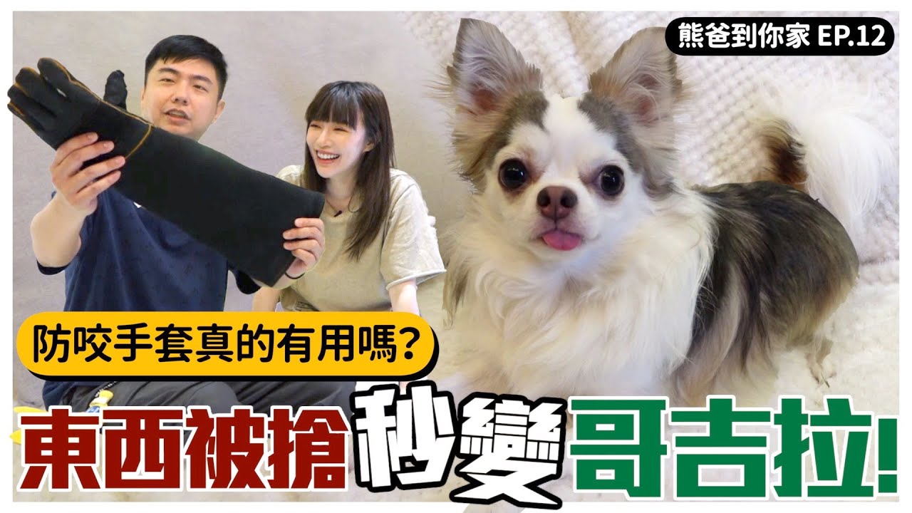 熊爸到你家Ep.12｜#長毛吉娃娃 東西被搶秒變哥吉拉!!!防咬手套真的有用嗎？一個動作改善尿不準問題 ｜@rabbitbowq @熊爸估狗dogtrainer