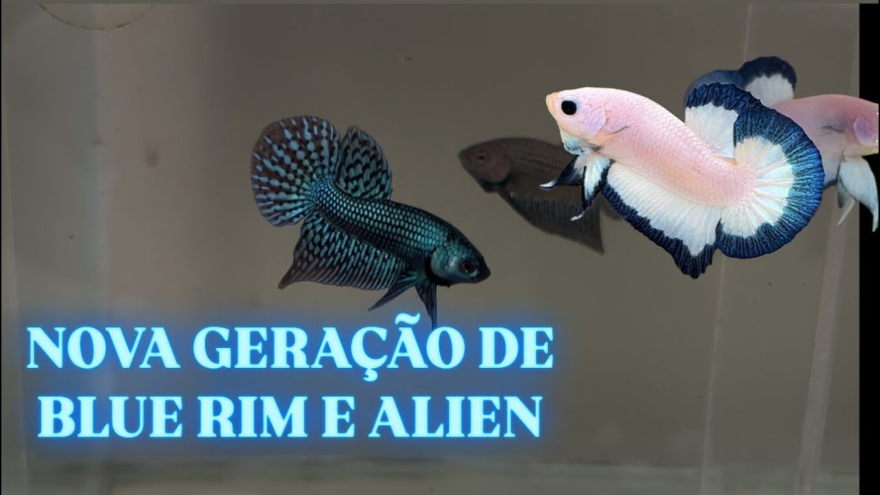 Nova geração BLUE RIM e ALIEN do nosso criatório!