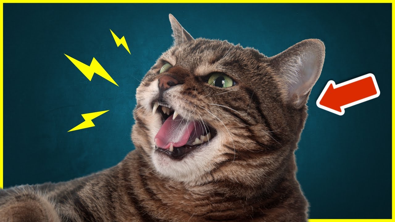 Did You Know That Your Cat HISSES Because Of THAT? 😱