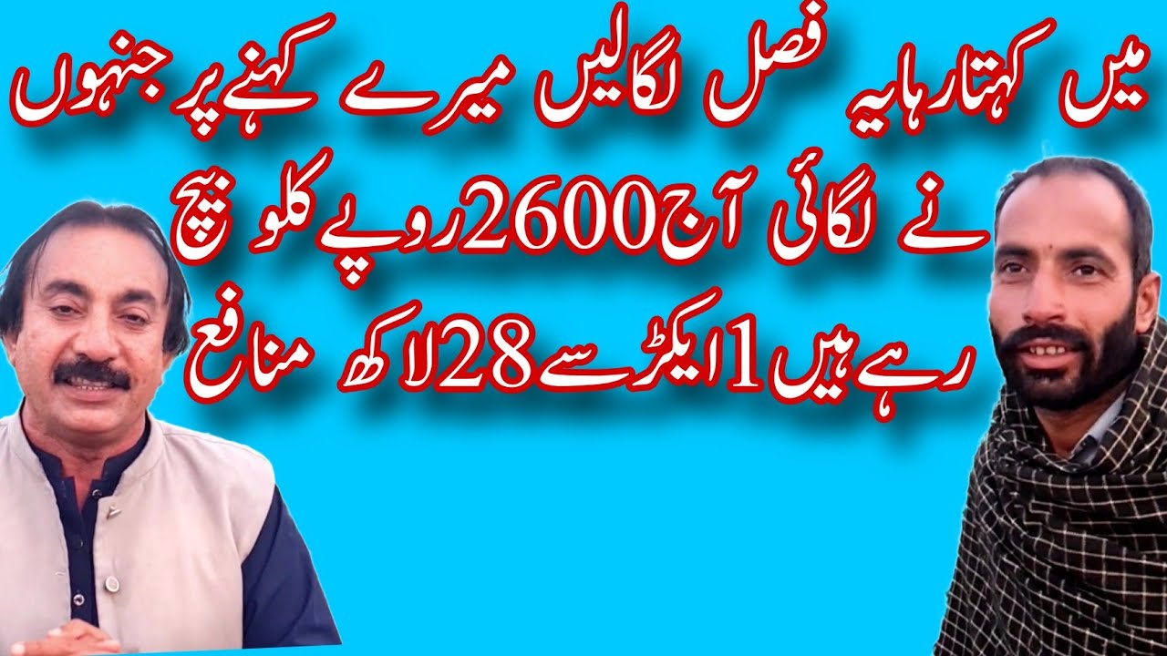 میں کہتارہایہ فصل لگالیں میرے کہنے پرجنہوں نے لگائی آج2600روپےکلو بیچ رہےہیں1ایکڑ سے 28لاکھ منافع