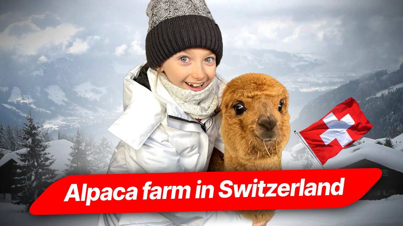 Alpaca farm in Switzerland 🇨🇭🦙❤️