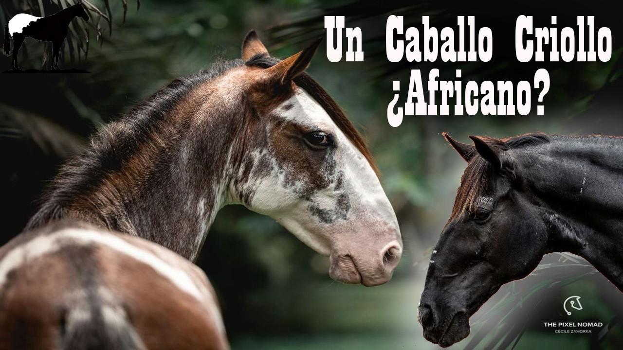 Dongola: El Caballo Africano Que Parece Un Criollo &iquest;Ser&aacute;n Hermanos? 🐴-Del Cerro Soy