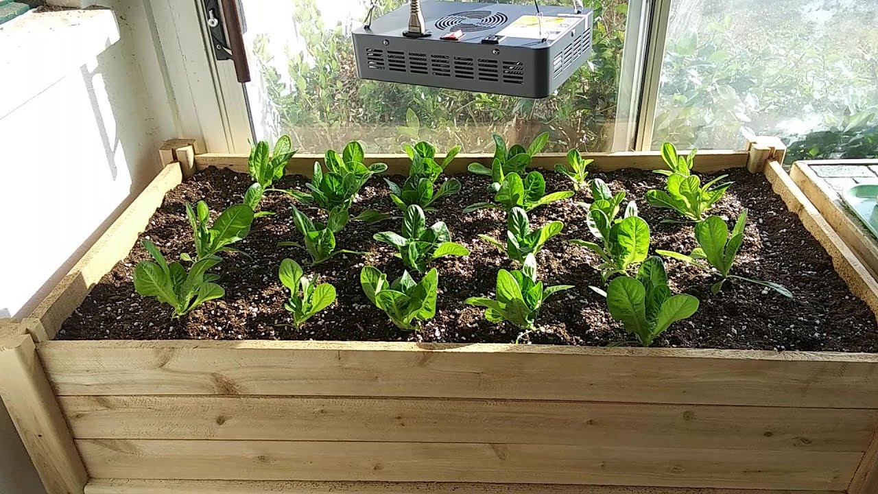 Growing winter lettuce on sunporch with LED augmentation