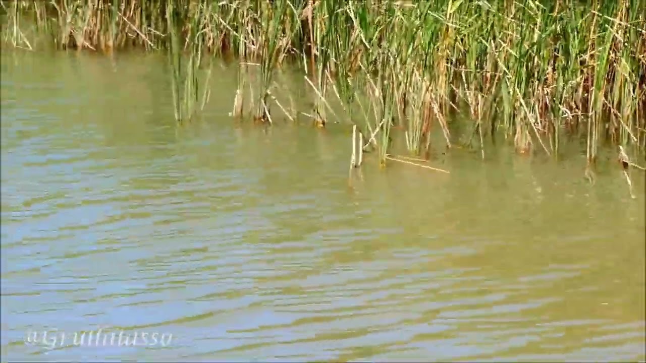 Parque natural y protegido de la Grajera (Logroño) principios de agosto 2025