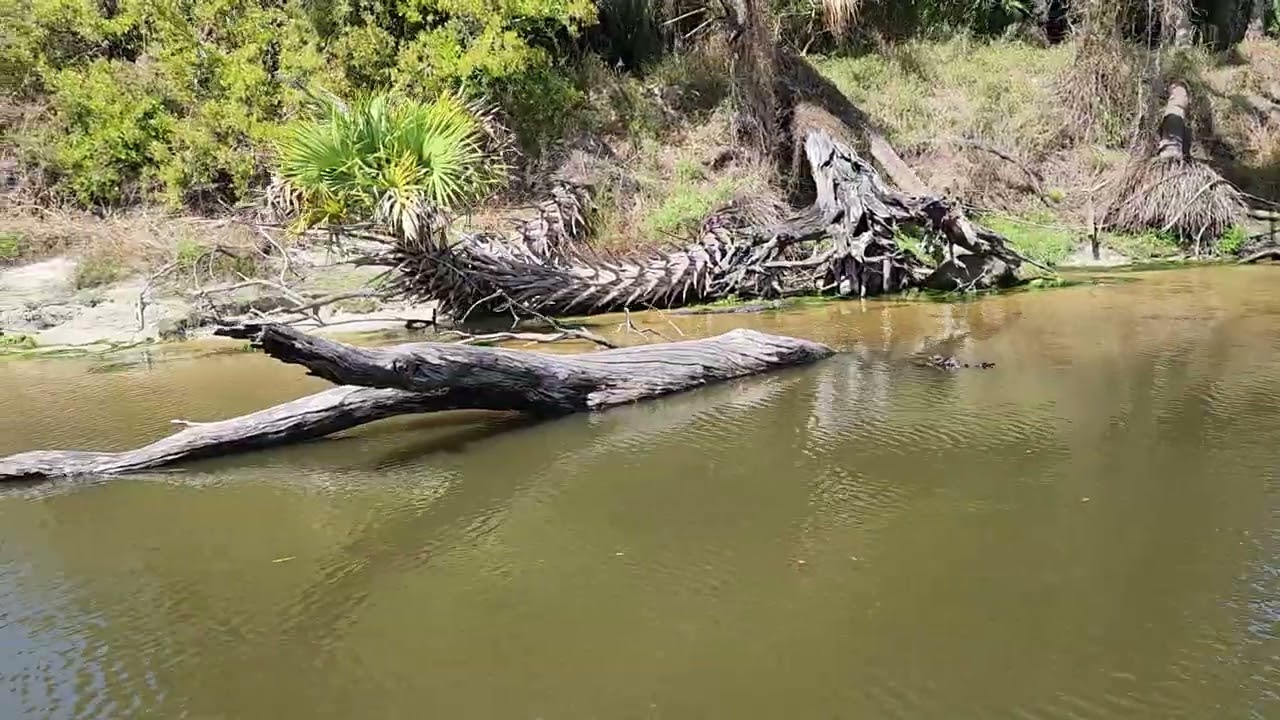 AirBoat Ride For Gators Florida 2026