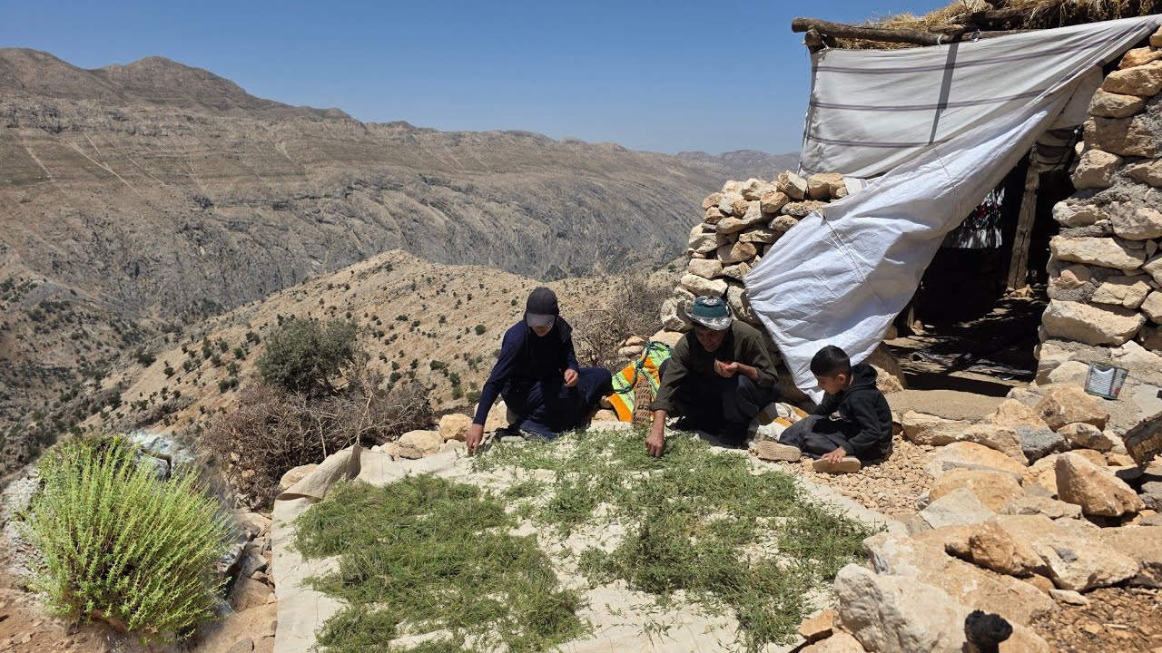 The Challenge of Nomadic Life | Harvesting Mountain Thyme in the Talbur Mountains