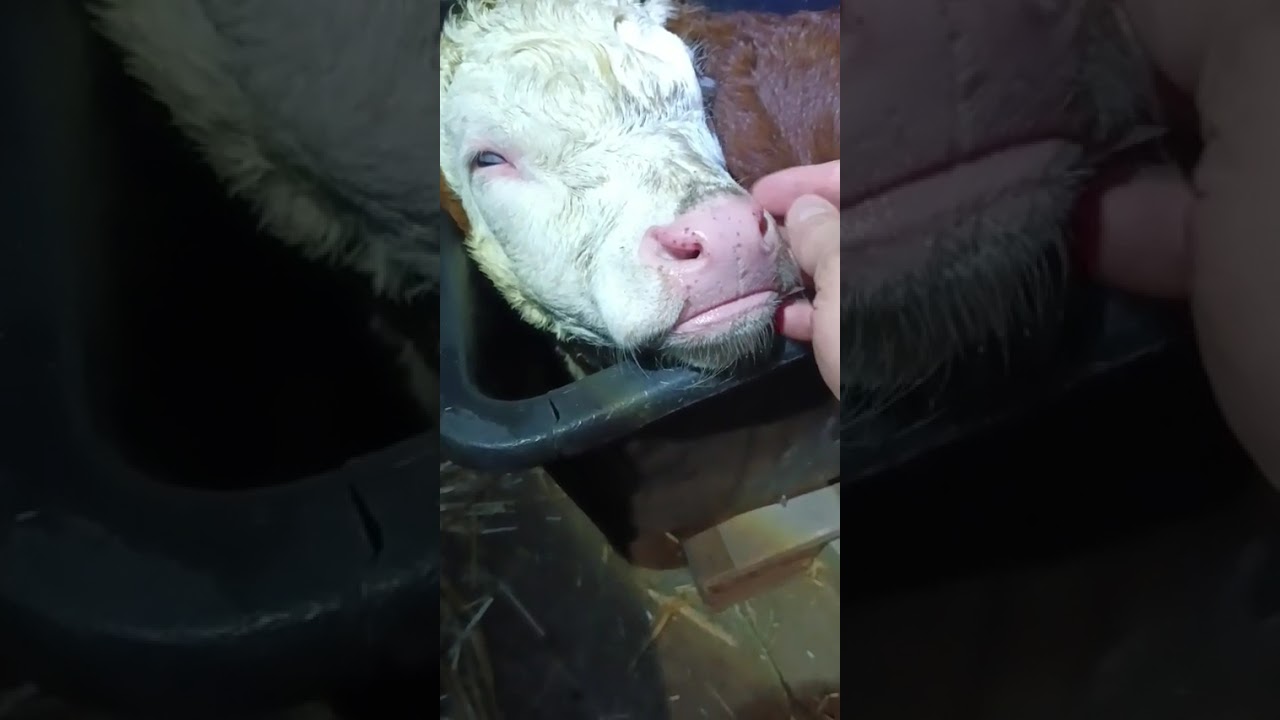 Ważenie nowo narodzonego cielaczka #hereford #shorts #cow #cattle #farming #farm #live #wiosna