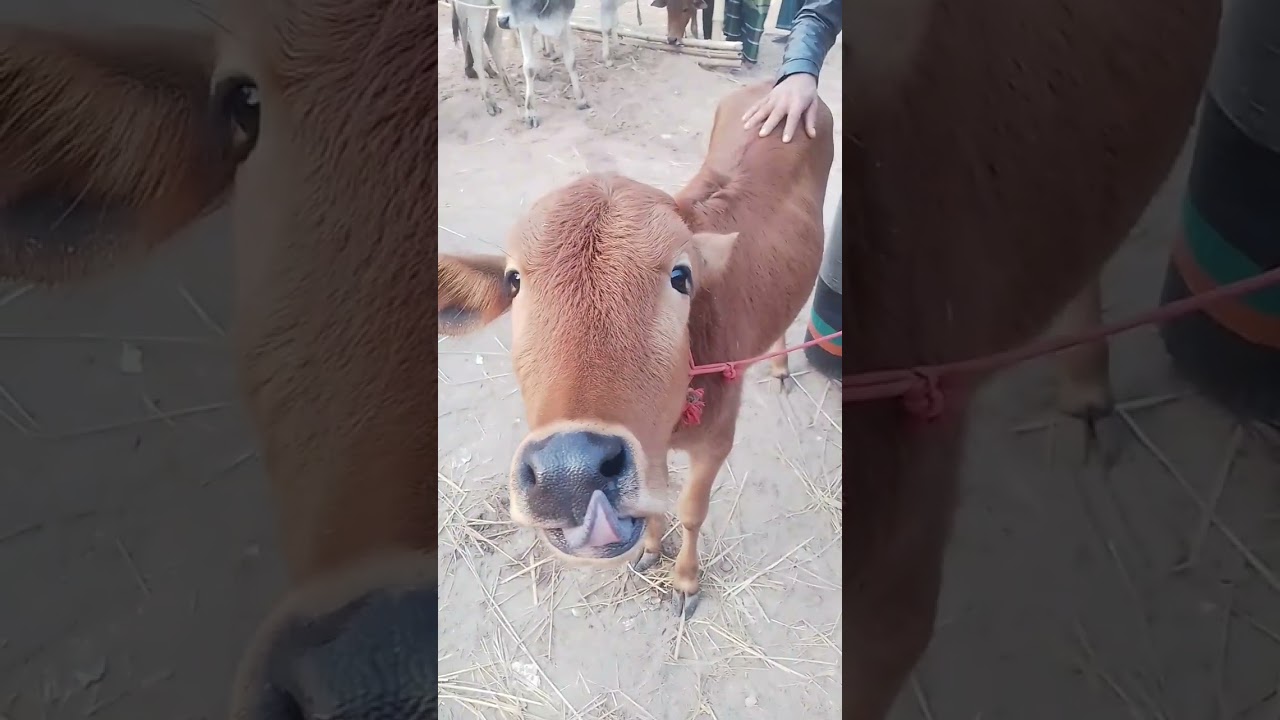 🐄👹দালালের জন্য গরু কিনতে পারলাম না 🐄👺