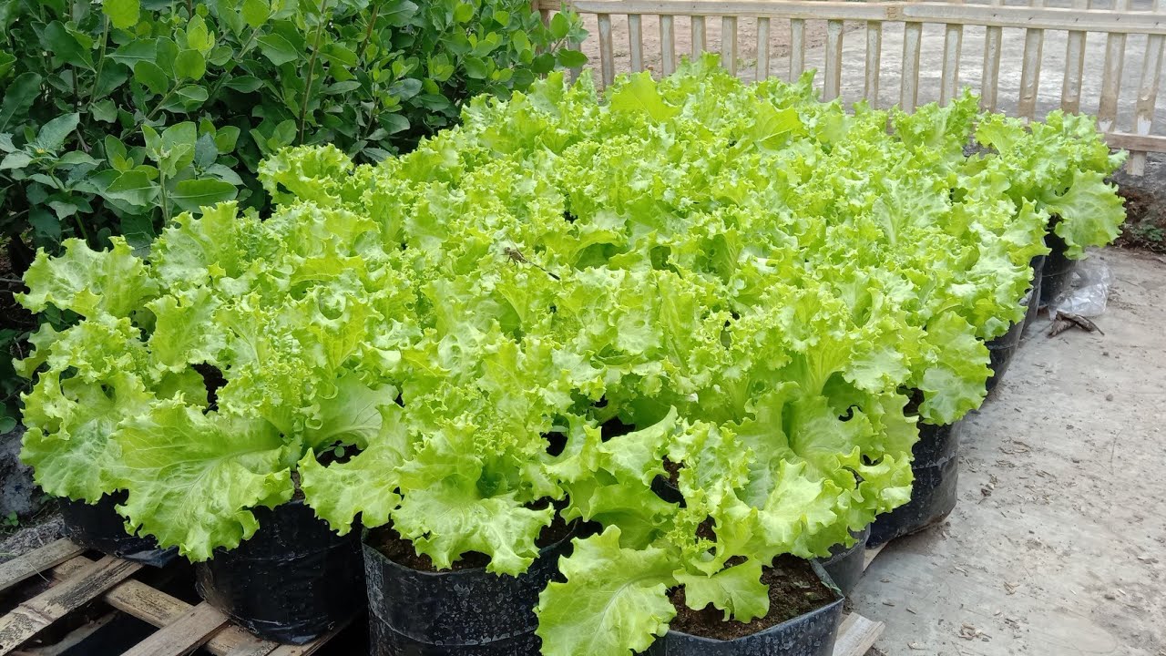 Cara menanam selada semai sampai pindah tanam || how to grow green lettuce to make a move
