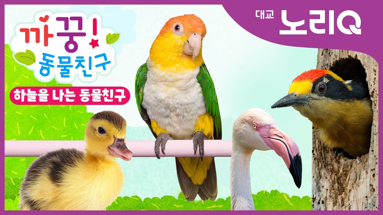 🙈🙉까꿍! 하늘을 나는 동물친구ㅣ자연관찰ㅣ대교 노리QㅣBabies&KidsㅣPikaboo! Animal friendsㅣDaekyo noriQ
