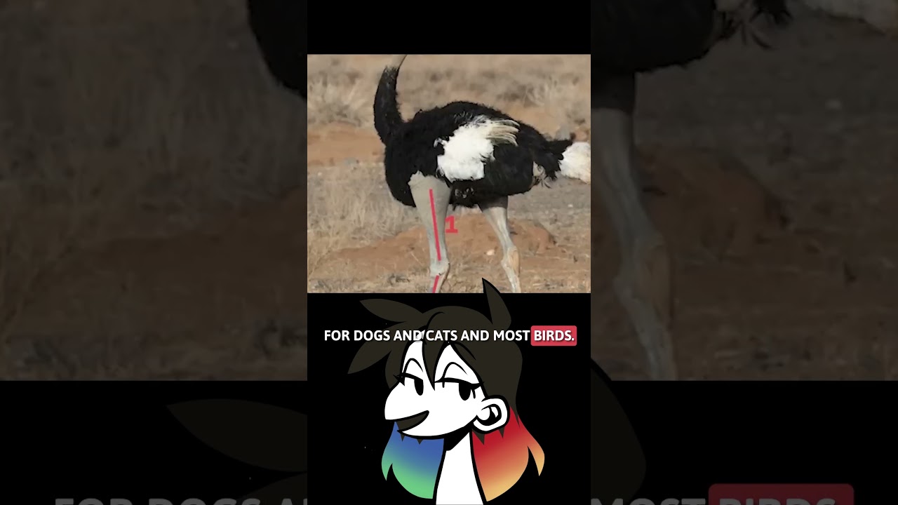 How to Draw LEGS | Mastering Anthropomorphic Characters with Fur-tastic Art Tips