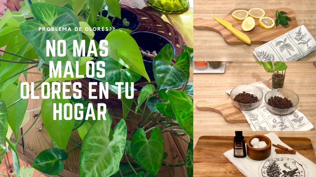 ELIMINAR los malos OLORES en casa: trucos fáciles y efectivos. (Ep 46)