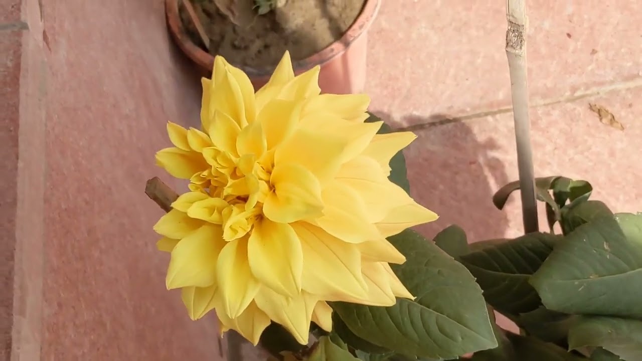 CCS project New Delhi 🥰🥰🦚🌄