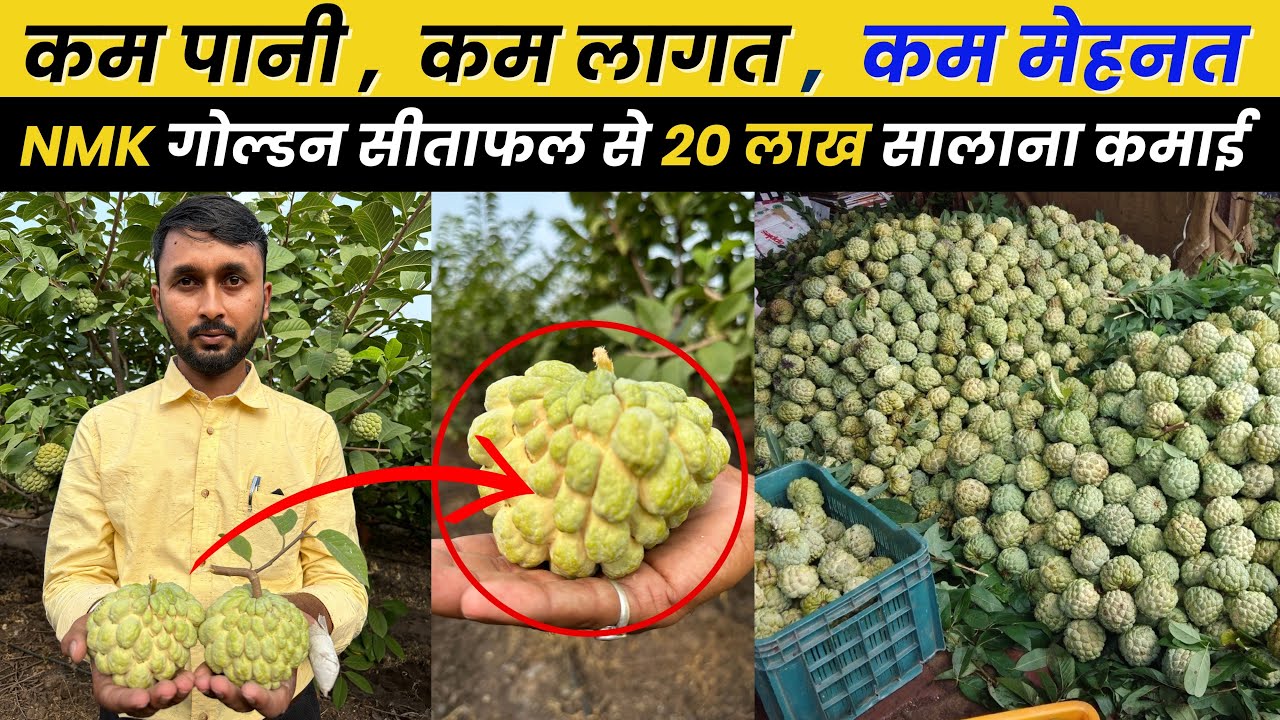 3 एकड़ में NMK Golden सीताफल खेती Custard Apple Farming हरा सोना करेगा किसान को मालामाल  Sitafal