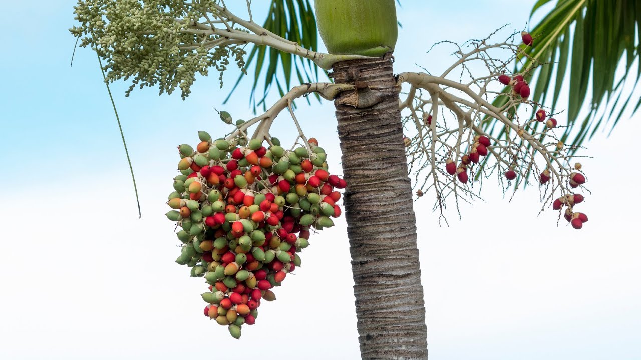 4 Popular Palms in Caribbean Resorts 4K60P