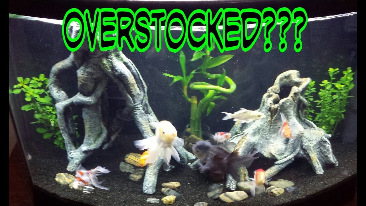 Goldfish tank update. Over stocked