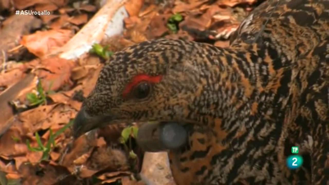 El urogallo cantábrico