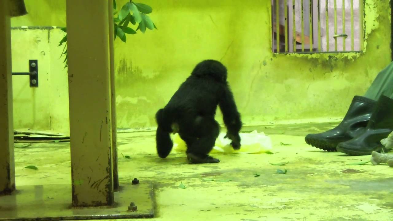 京都市動物園　ゴリラのゲンタロウ　ゲンキ母さんとお見合い_20121021_90.MOV