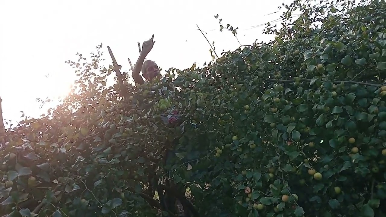 বিকেলে  বড়োই বাগানে ঘুরতে অবাক হলাম আমি... 