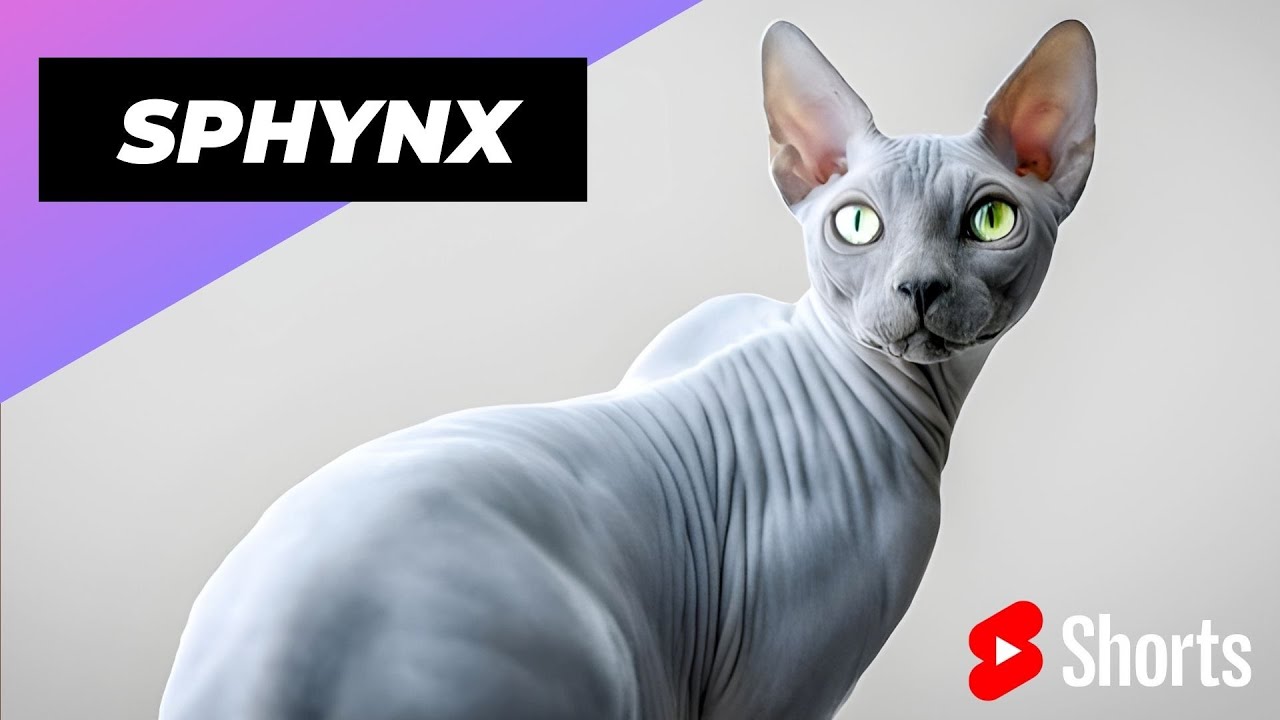 Sphynx 🐱 One Of The Most Expensive Cats In The World 