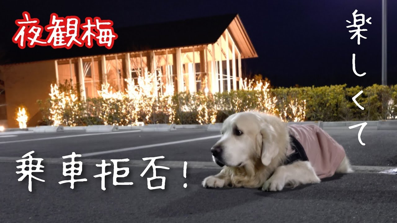 【夜観梅】水戸黄門の助さん格さん徳川ギン公の御成〜偕楽園、好文亭、ライトアップ〜