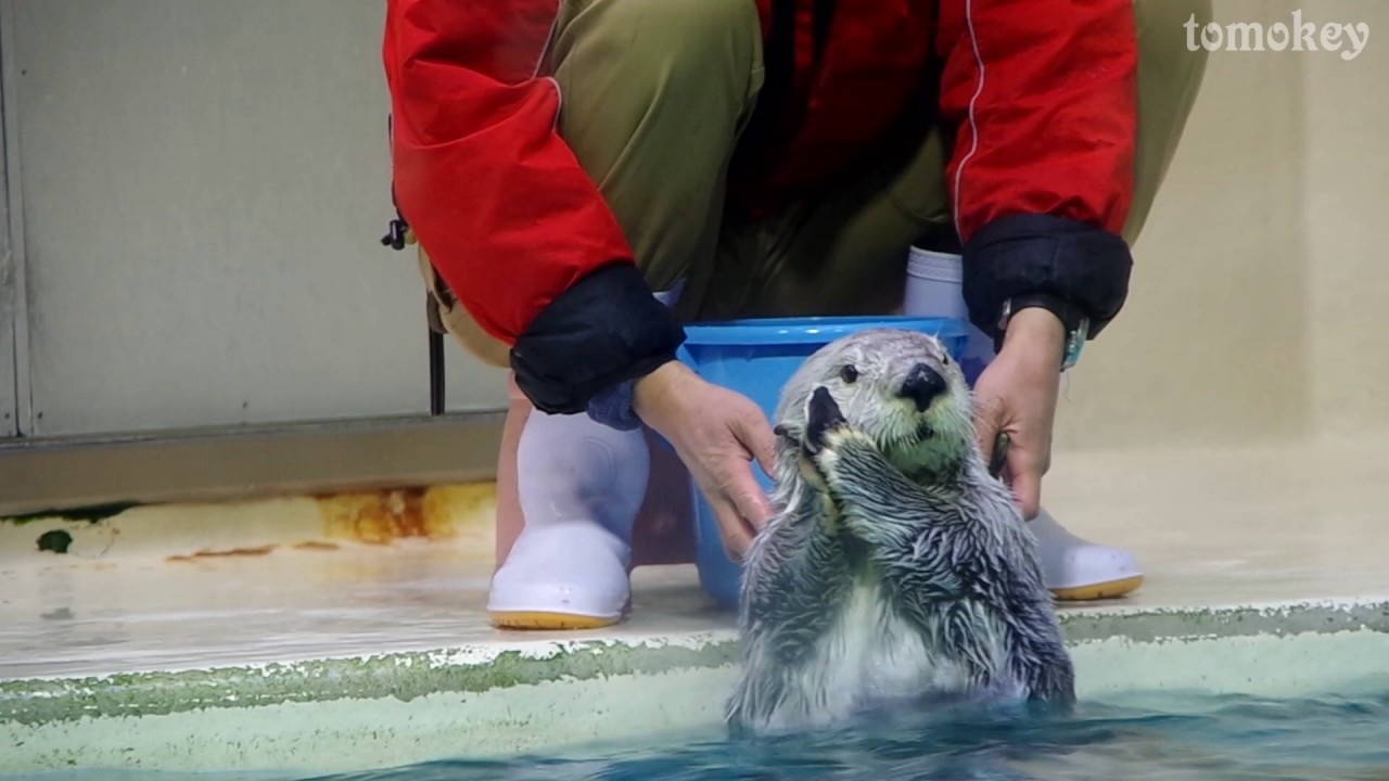 20170308【ラッコフィーディングタイム！長時間！@鳥羽水族館】 Sea otter