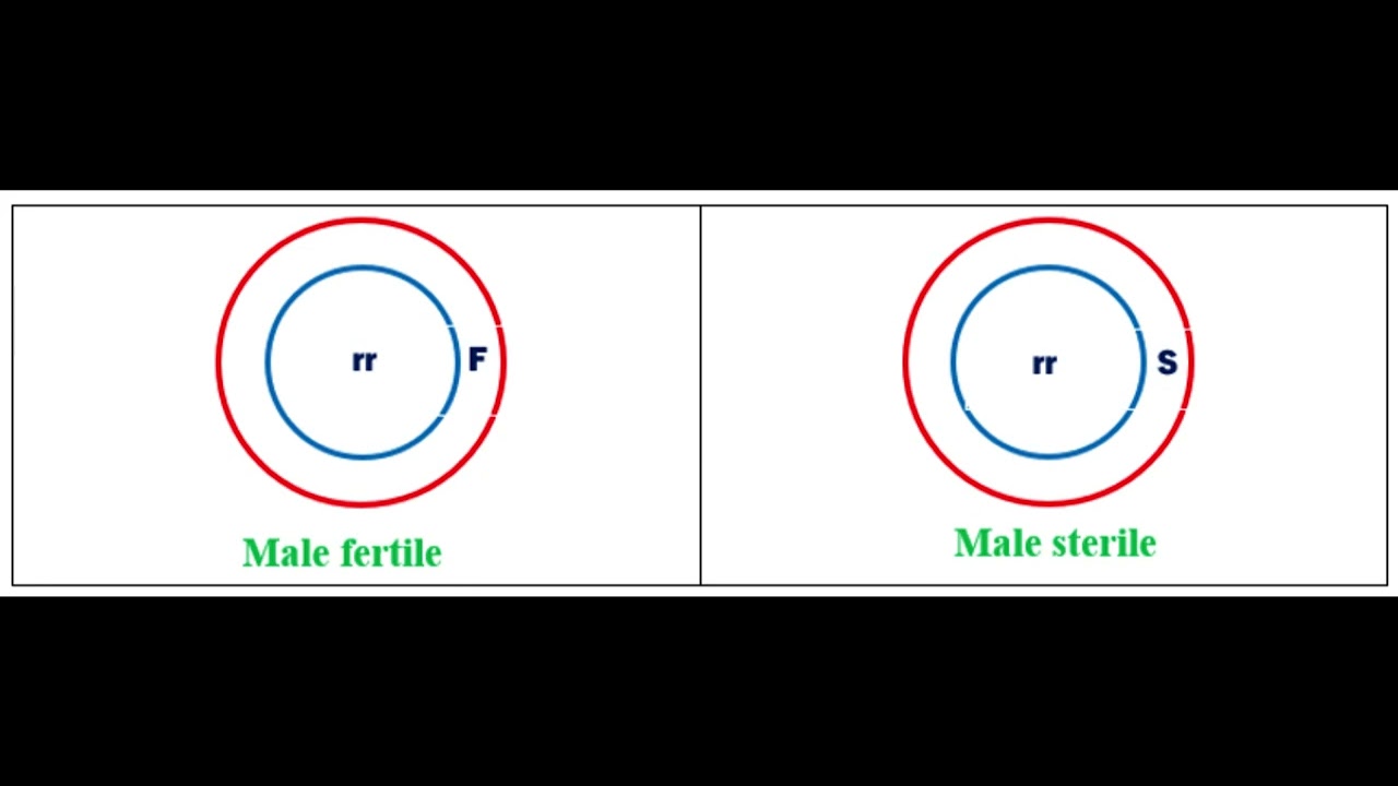 Cytoplasmic Male Sterility